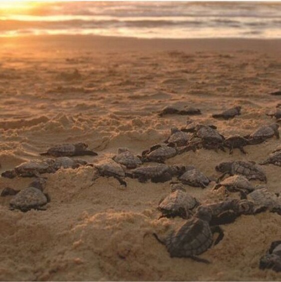A beach with numerous sea turtles on the sand. 3