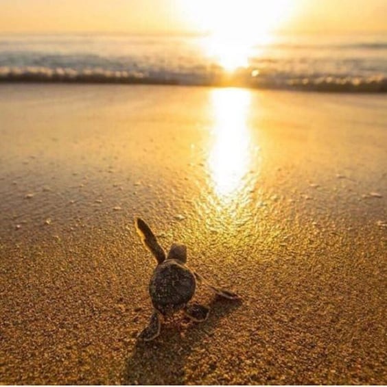 A turtle on a beach at sunset. 2
