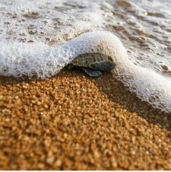 A turtle on a sandy beach with waves approaching. 1
