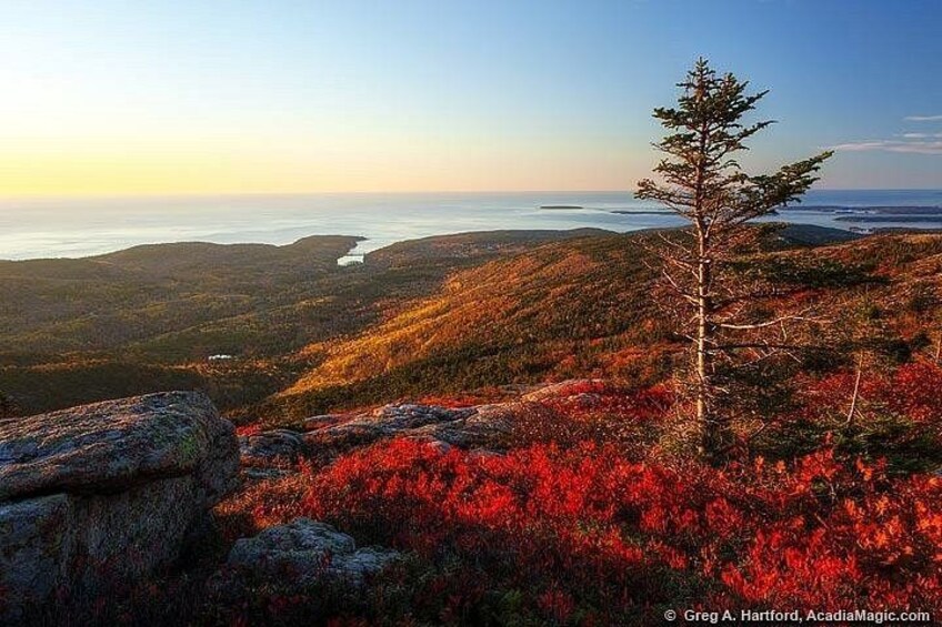 A mountainous landscape with a prominent coniferous tree, autumn foliage, and a distant body of water. 2