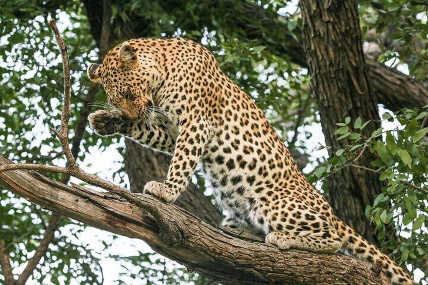 2 Day 1 Night Chobe Safari ex Livingstone/Victoria Falls