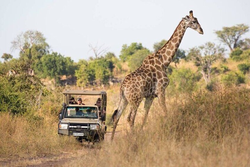 2 Day 1 Night Chobe Safari ex Livingstone/Victoria Falls