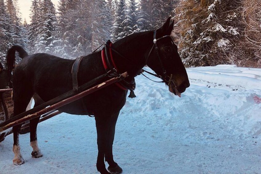 Sleigh Ride & Bonfire in Zakopane with Funicular - Private Trip 3