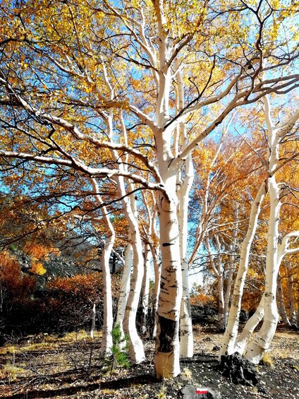 Etna Excursion, lunar landscapes, caves and craters - Morning - 