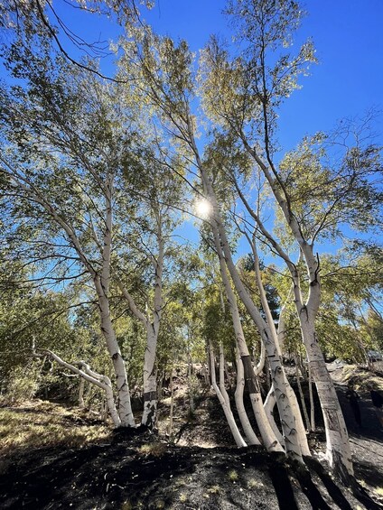 Etna Excursion, lunar landscapes, caves and craters - Morning - 