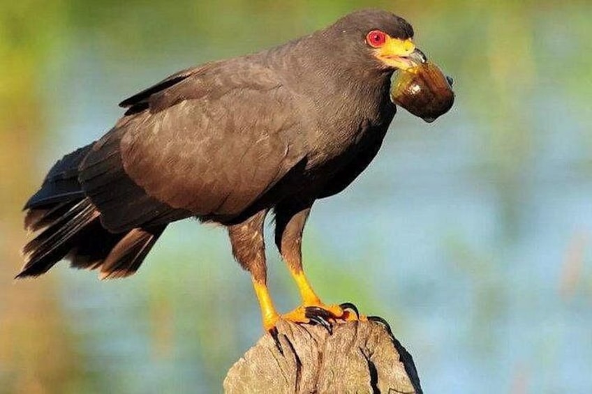 A bird perched on a tree stump. 2