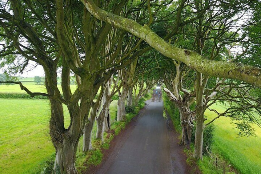 Une étroite route de campagne bordée de grands arbres. 1