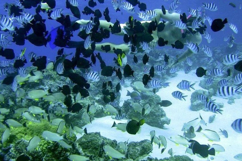 Reef Discovery Private Water Lunch Bora Bora 2