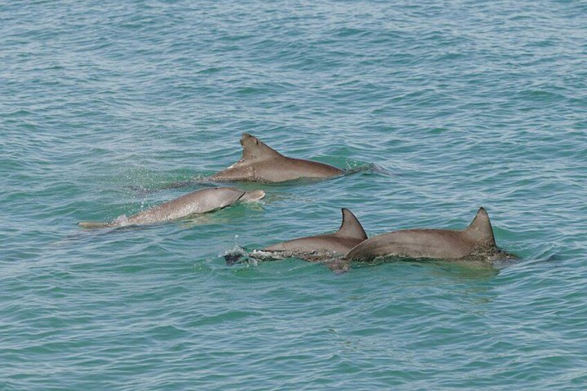Bottle nose dolphins in Roebuck Bay 4