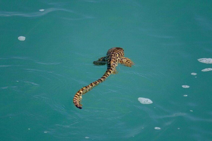 Juvenile Leopard Shark in Roebuck Bay 5