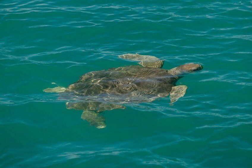 Flatback Turtle in Roebuck Bay 3