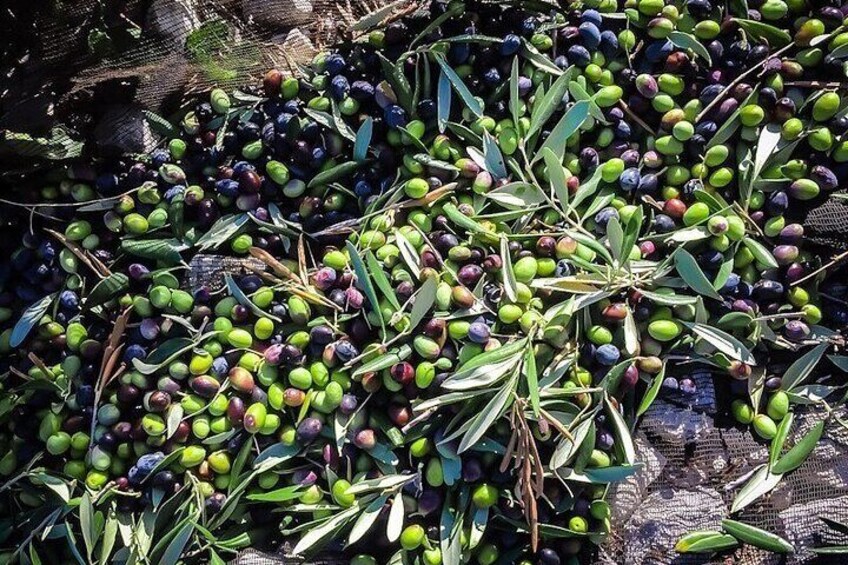 A pile of olives and olive branches on a mesh surface. 5
