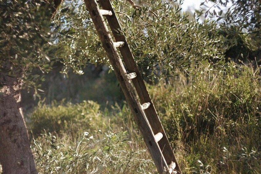 A wooden ladder leaning against a tree with white markings. 3