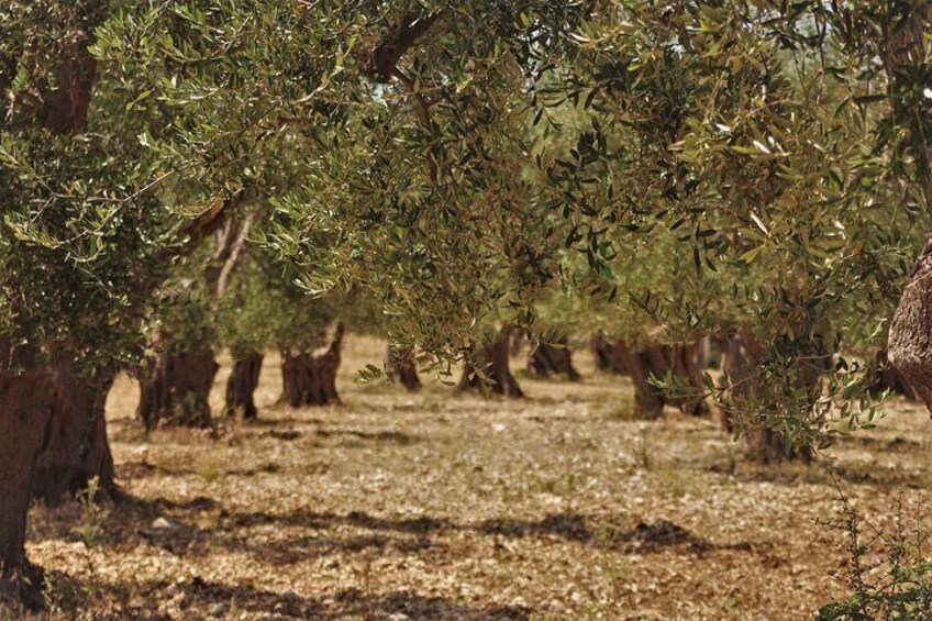 An olive grove with trees and dry ground. 4