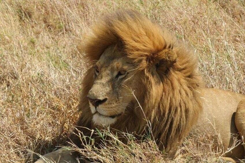 Regal ruler of the wilderness: the lion, king of the jungle 5