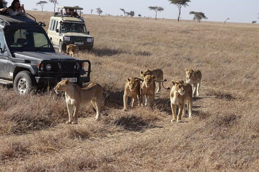 A scene of awe and wonder: lions beside the jeeps 1