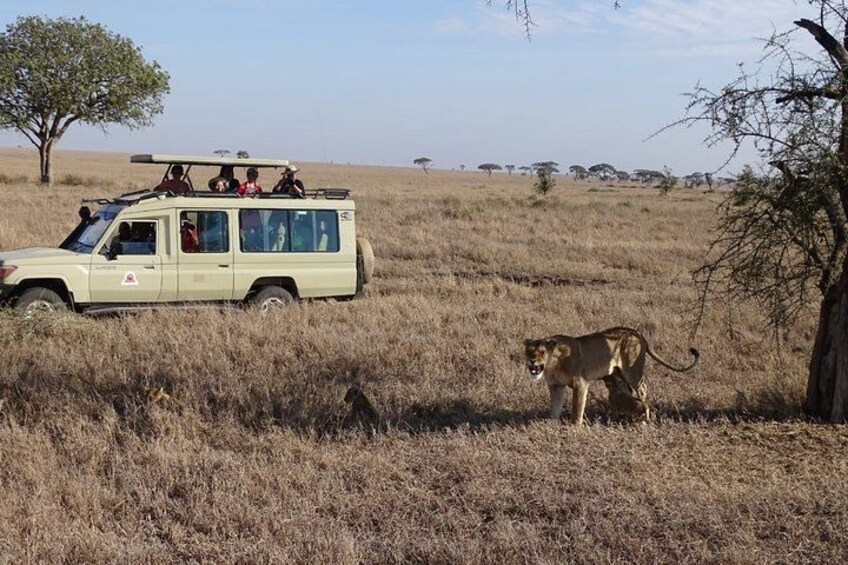 A safari vehicle with passengers observing wildlife in a savanna landscape. 5