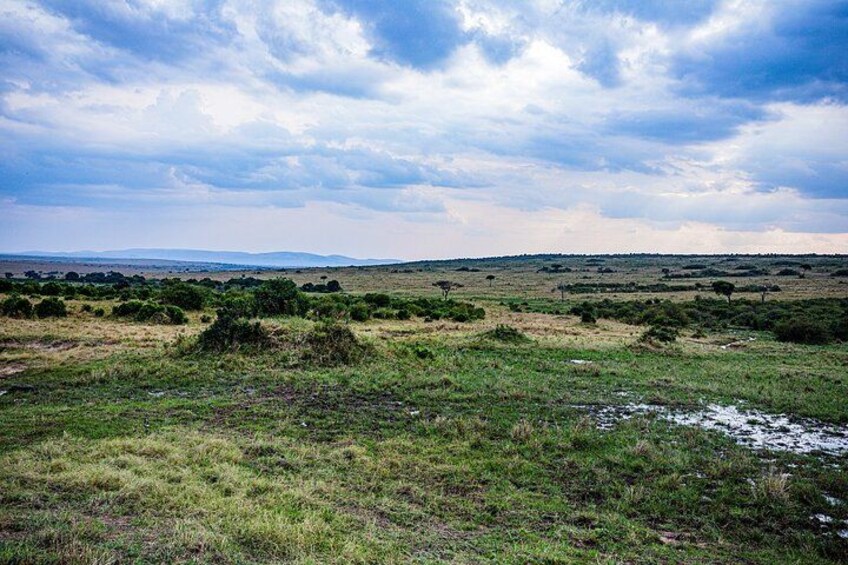 A grassy field with scattered bushes and a distant mountain range under a cloudy sky. 2