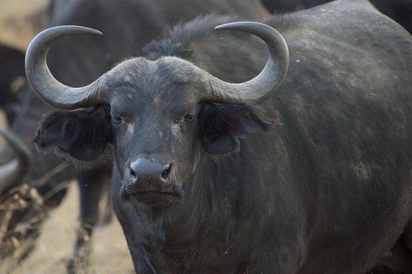 A large black buffalo with prominent curved horns. 4