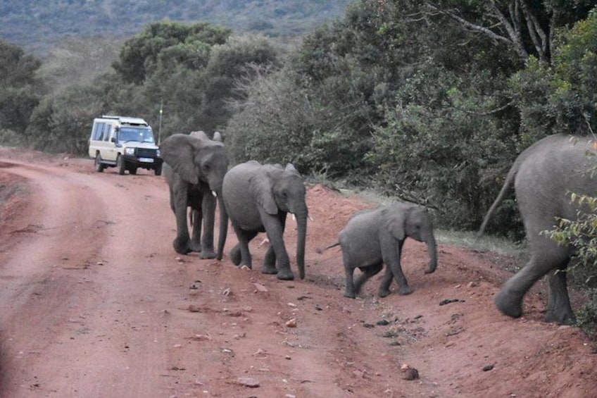 A dirt road with elephants and a vehicle. 5