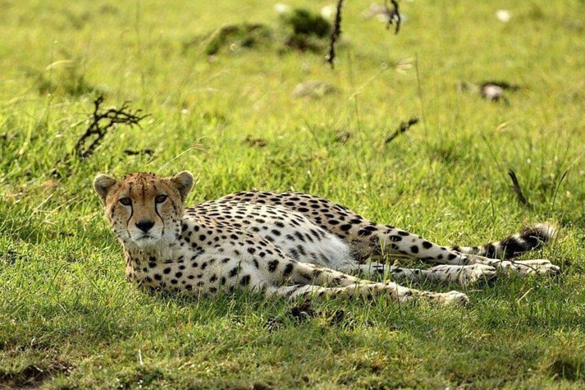 A moment of tranquility: the cheetah finds peace in rest. 2
