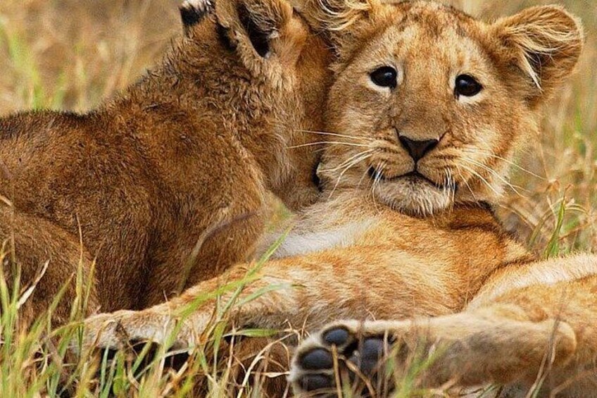 Two lions lying in grass. 2