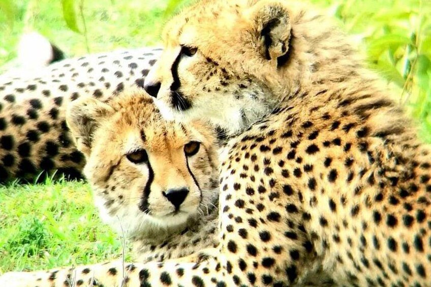 Two cheetahs lying on grass. 2