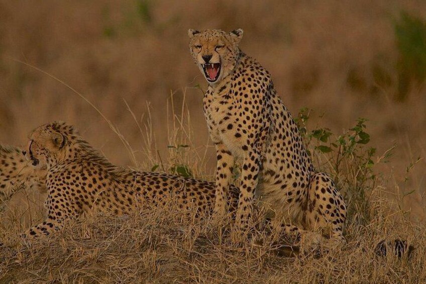 Graceful repose: the cheetah sits, a picture of serene elegance 2