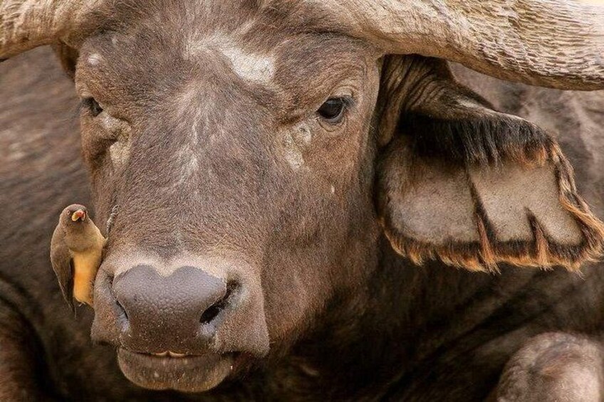"The majesty of the buffalo revealed in detail 3