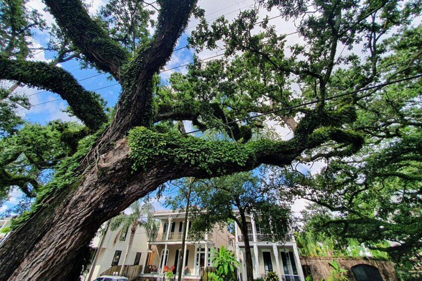 New Orleans Garden District and Cemetery Bike Tour 2