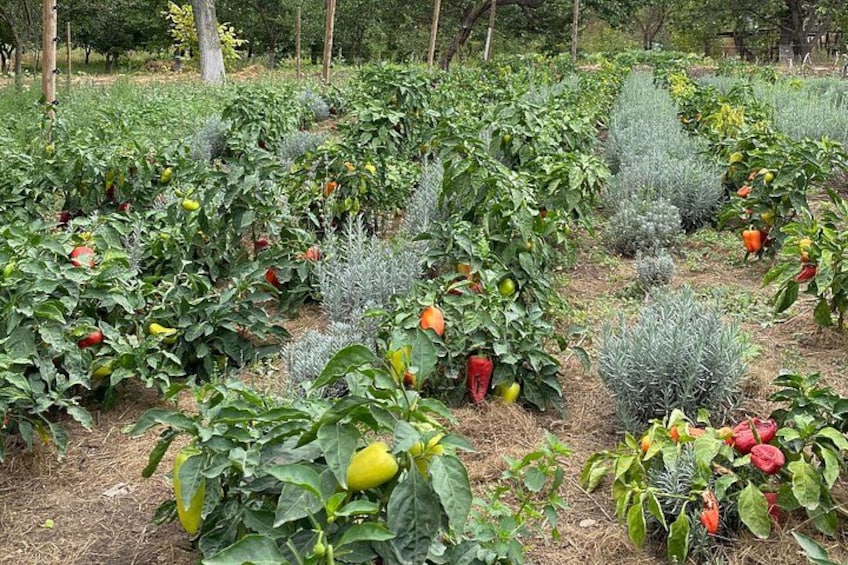 En have med rækker af peberplanter og anden vegetation. 3