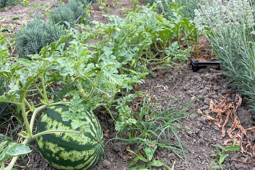Vindrueplante med en stor vandmelon, havejord og forskellige andre planter. 4