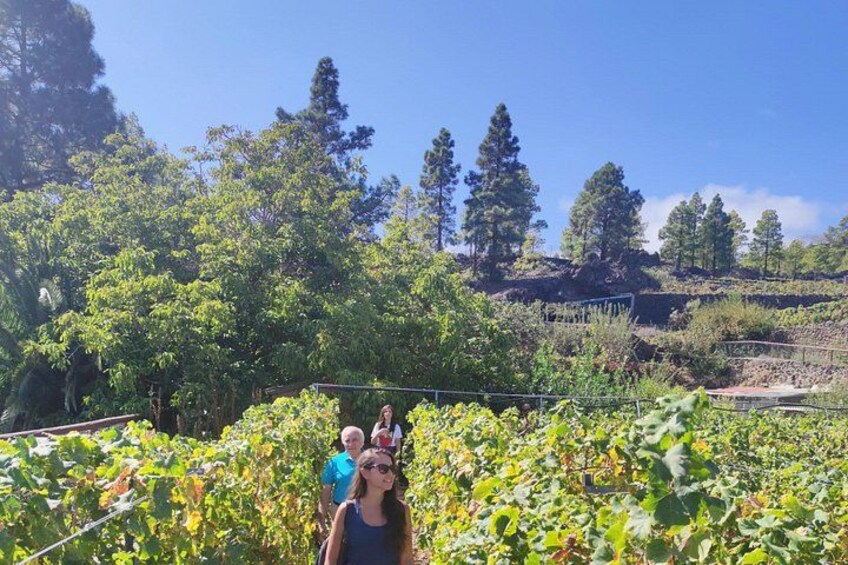 Visit to Arafo Mountain Vineyard and Organic Wine Tasting 2