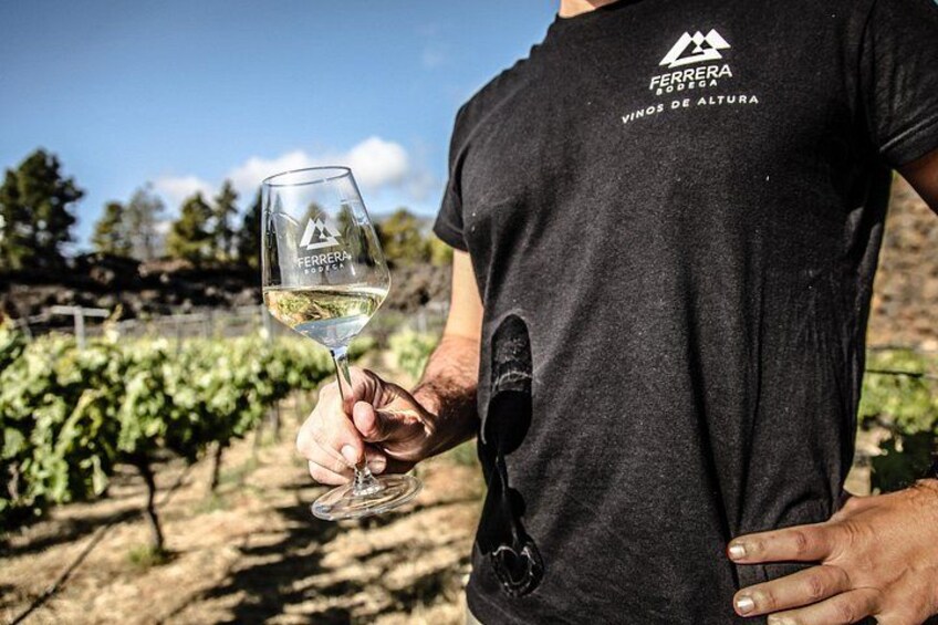 Visit to Arafo Mountain Vineyard and Organic Wine Tasting 4