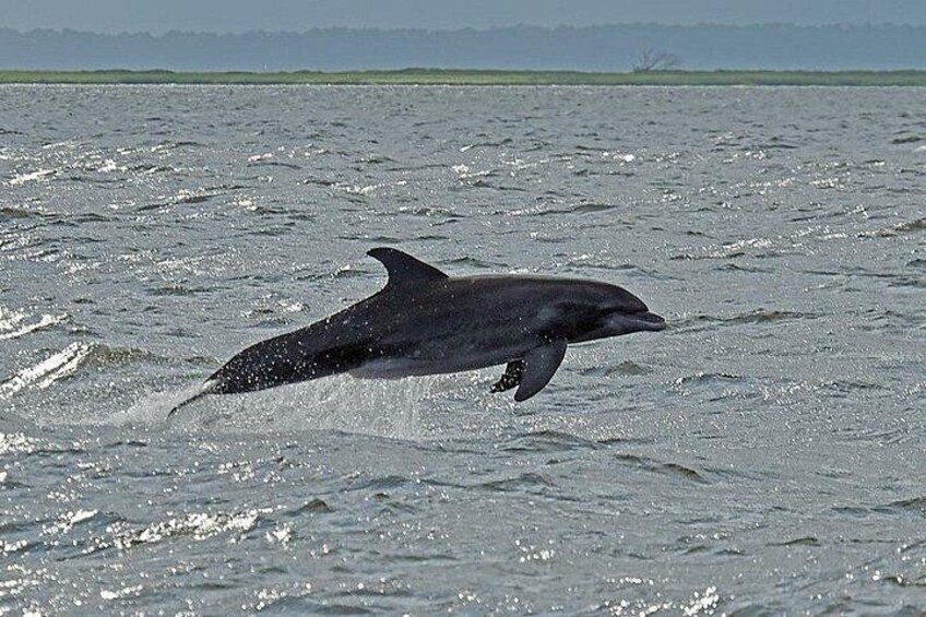 Jekyll Island Dolphin Tours 2
