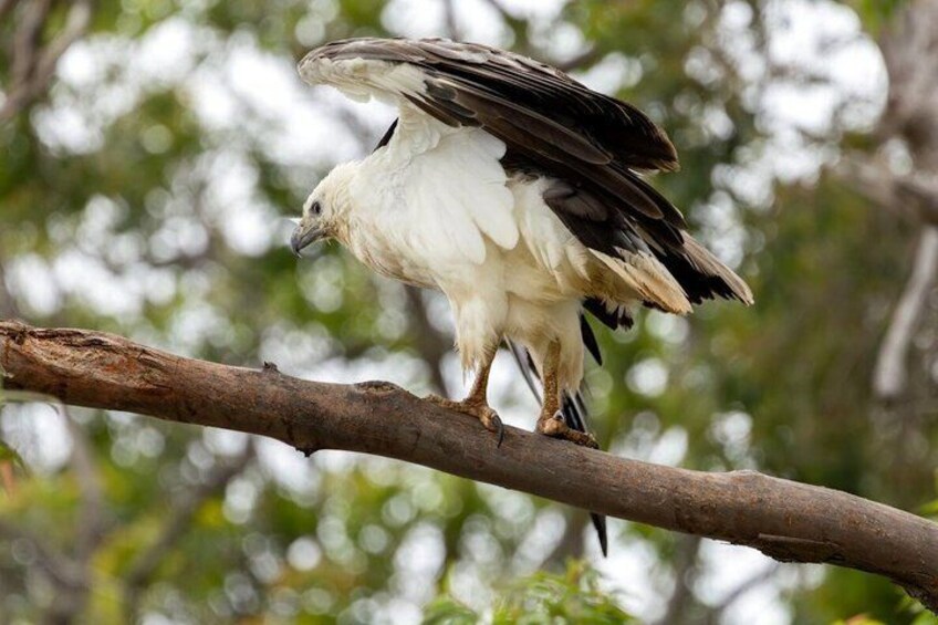 White-bellied Sea Eagle 2