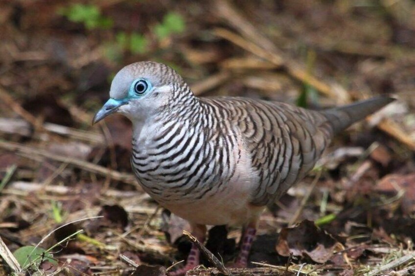 The Zebra Dove 4