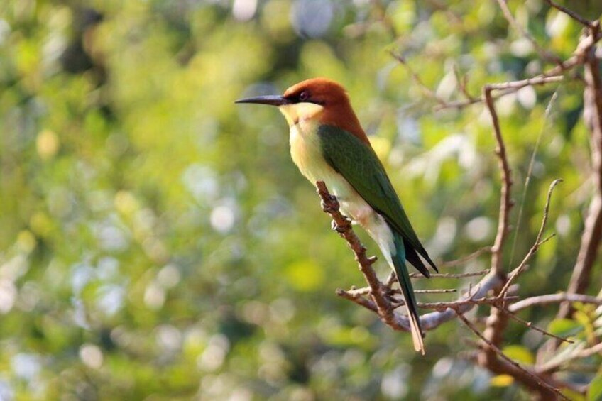 Chestnut-headed Bee-eater 3
