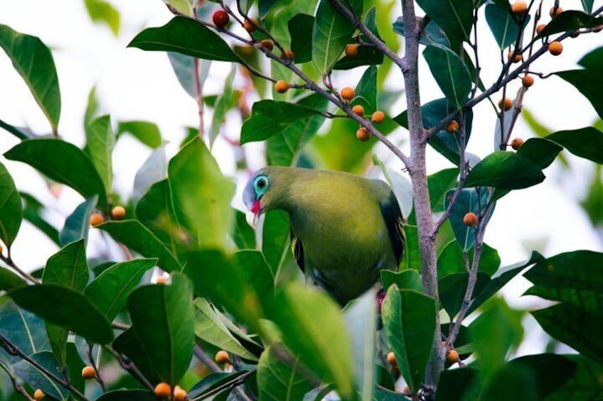 A bird perched on a branch amidst green leaves and small orange berries. 1