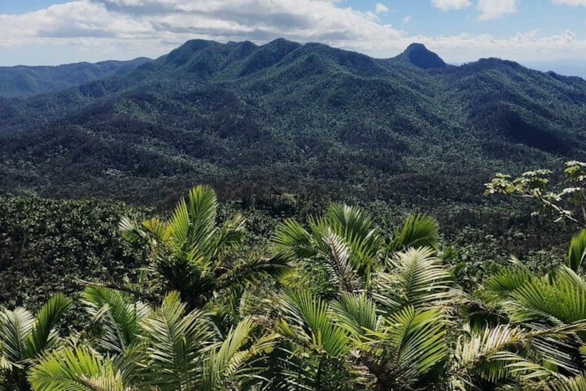 A mountainous landscape with dense forest and palm trees in the foreground. 1