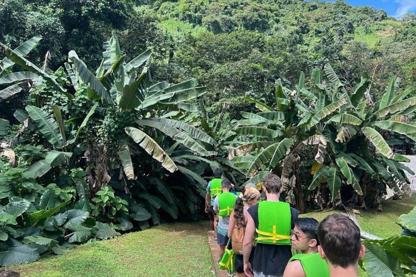 A group of people in green vests walking through a lush area with large banana plants. 3