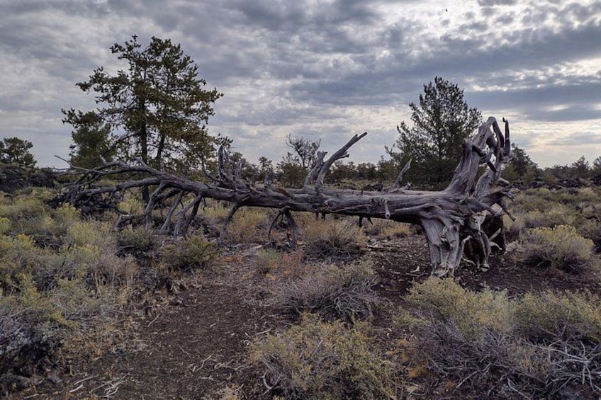 Devil's Orchard 5