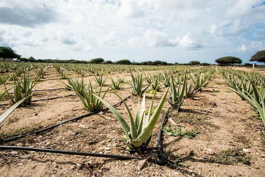 A field of agave plants with irrigation pipes. 3