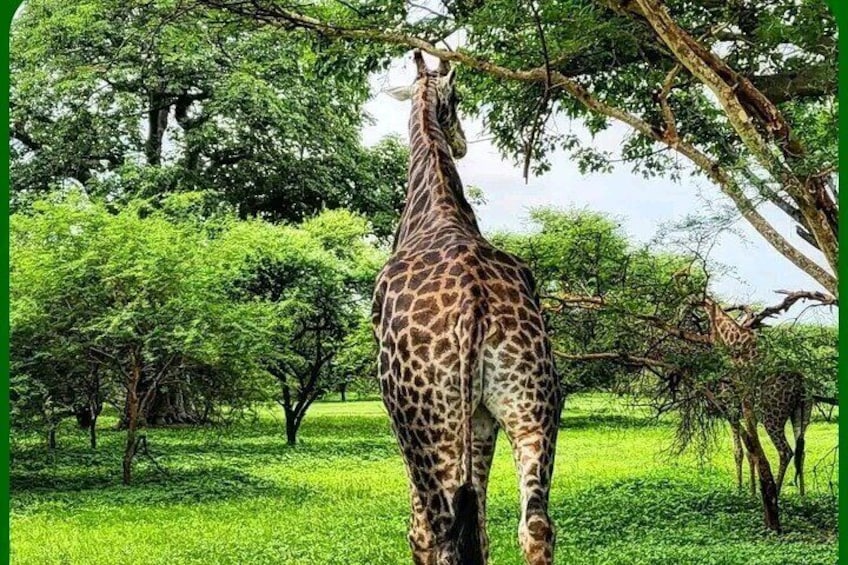 bandia wildlife reserve private- minimun 2 people to book it 5
