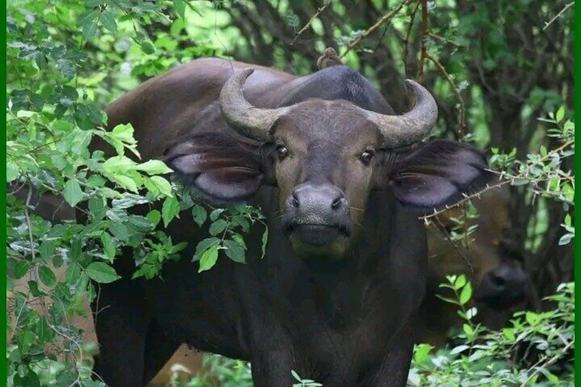 bandia wildlife reserve private- minimun 2 people to book it 4