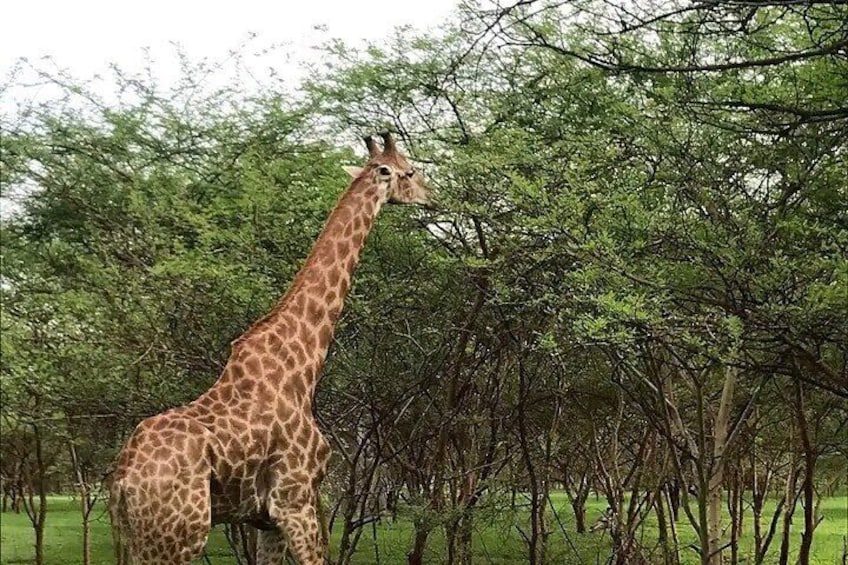 bandia wildlife reserve private- minimun 2 people to book it 2