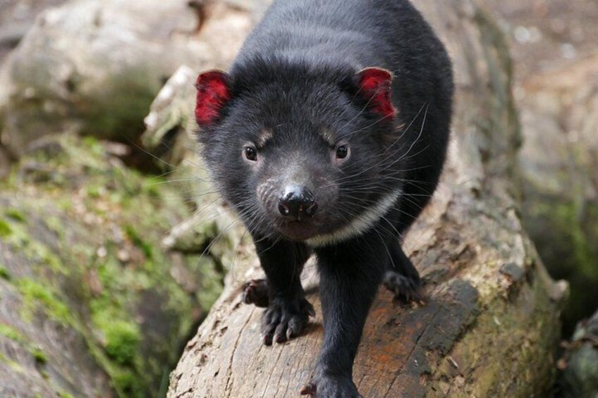 Adult male devil 2