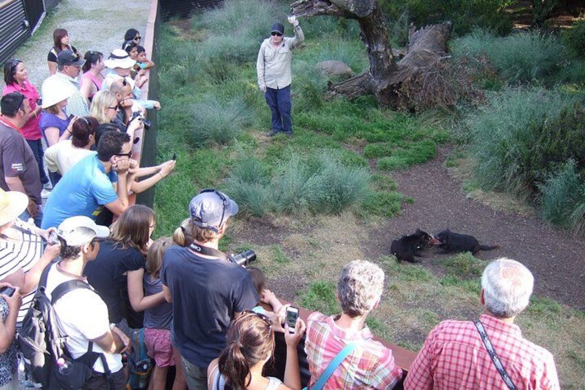 Eine Gruppe von Menschen beobachtet Wildtiere, darunter ein auf dem Boden liegender Bär und eine Person in der Nähe. 3