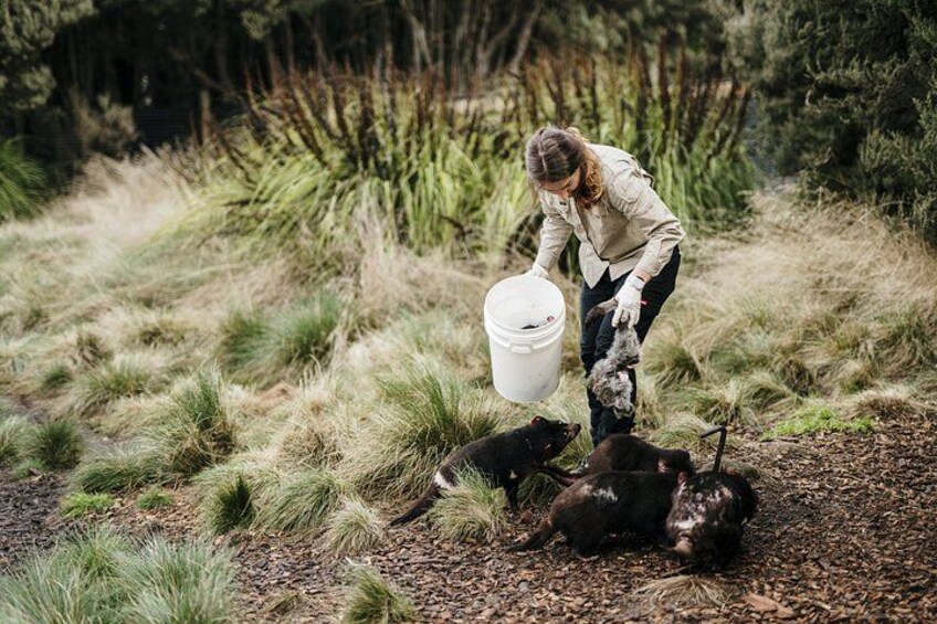 1-Hour Tasmanian Devil Feeding Day Tour at Cradle Mountain 3