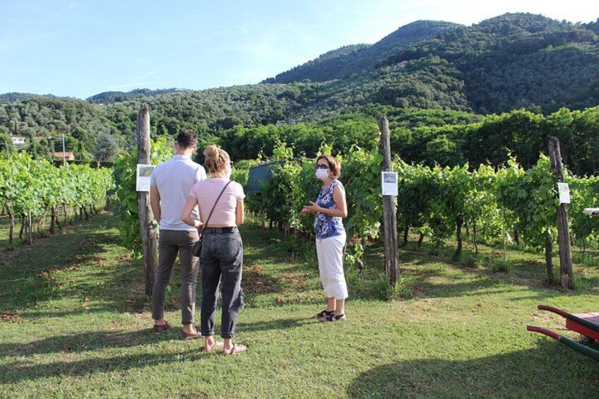 Tasting in a Tuscan Vineyard with transfer from Lucca 4